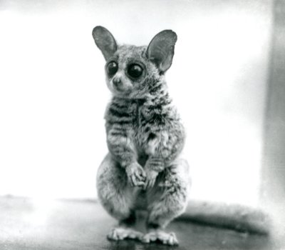 Ein Galago moholi oder Mohol-Buschbaby im Londoner Zoo, 12. September 1913 von Frederick William Bond